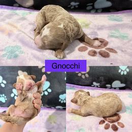 Gnocchi - Cream female Cockapoo puppy in Clarks Summit, Pennsylvania from M&M Cockapoos