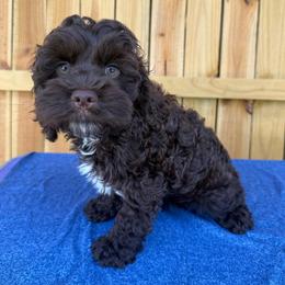 Henry - Brown male Cockapoo puppy in Holton, Indiana from MoonShine Babies