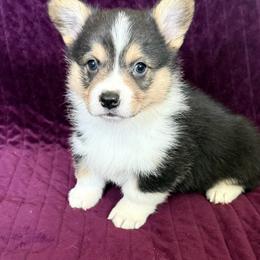 RAPHAEL(RAPH) - Black and tan male Pembroke Welsh Corgi puppy in Drain, Oregon from Sunnydale Corgis