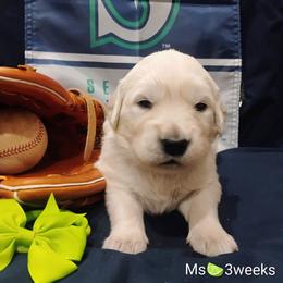 Lime green collar girl - Light golden female Golden Retriever puppy in Rochester, Washington from Grand Mound Goldens