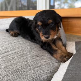 Girl 3 - Tri-color female Bernedoodle puppy in Spring Hill, Florida from Ohana Doodles