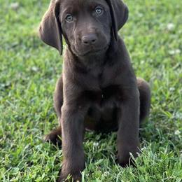 Labrador Retriever Puppies from North Star Retrievers