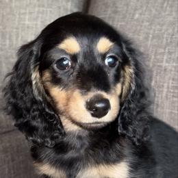 Black and cream - Black and cream male Dachshund puppy in Tonopah, Arizona from Brandie's Dachshunds