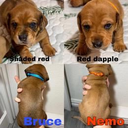 Dachshund Puppies from Mims Mini Dachshunds