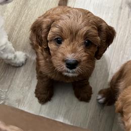 Apple - Red female Cavapoo puppy in Glendale, Arizona from Dashing Dogs