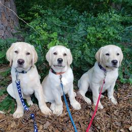 Trained Puppy - Yellow male Labrador Retriever puppy in Prince George, Virginia from Kingdom Kenelz Labradors
