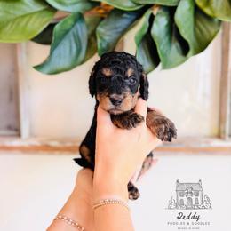 Caspian - Phantom male Goldendoodle puppy in Elizabethtown, Kentucky from Reddy Poodles & Doodles
