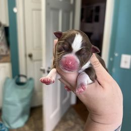 Boy 4 - Miniature Australian Shepherd puppy in Buchanan, Georgia from Stanleyville Farm Mini Aussies