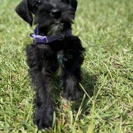 Miniature Schnauzer Puppies from Marley’s Babies