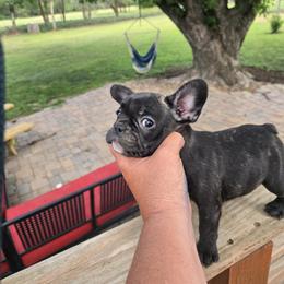 Onyx - Brindle female French Bulldog puppy in Belvidere, Nebraska from Amore Kennel
