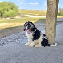 F1B Meet Annie :) - Tri-color female Cavapoo puppy in Centerville, Iowa from Barnyard Dachshunds, Dals & Doodles
