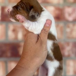 Daisy - Piebald female Dachshund puppy in Deming, New Mexico from FoxieDoxies of New Mexico