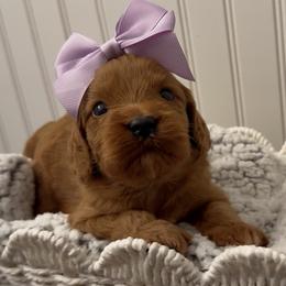 Daisy - Red female Cavapoo puppy in Knoxville, Tennessee from Dukes Forever Doodles