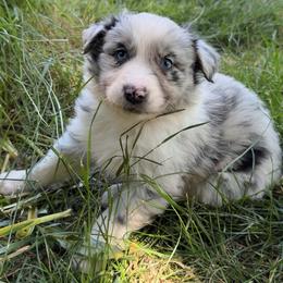 Bumble - Blue merle male Australian Shepherd puppy in Creswell Heights, Washington from Sayre Australian Shepherds