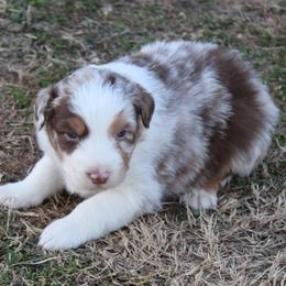 Quaid - Red merle male Australian Shepherd puppy in Kansas, Oklahoma from Windy G Farm