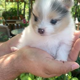 Pomeranian Puppies from Ruby’s Kennel