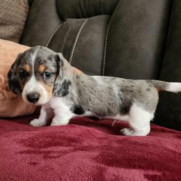 Silky wirehaired Mickey AKC - Dapple male Dachshund puppy in Torrance, California from Lucky Dachshunds