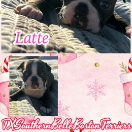 Latte - Brindle and white female Boston Terrier puppy in Brazos Point, Texas from TX Southern Belle Bostons