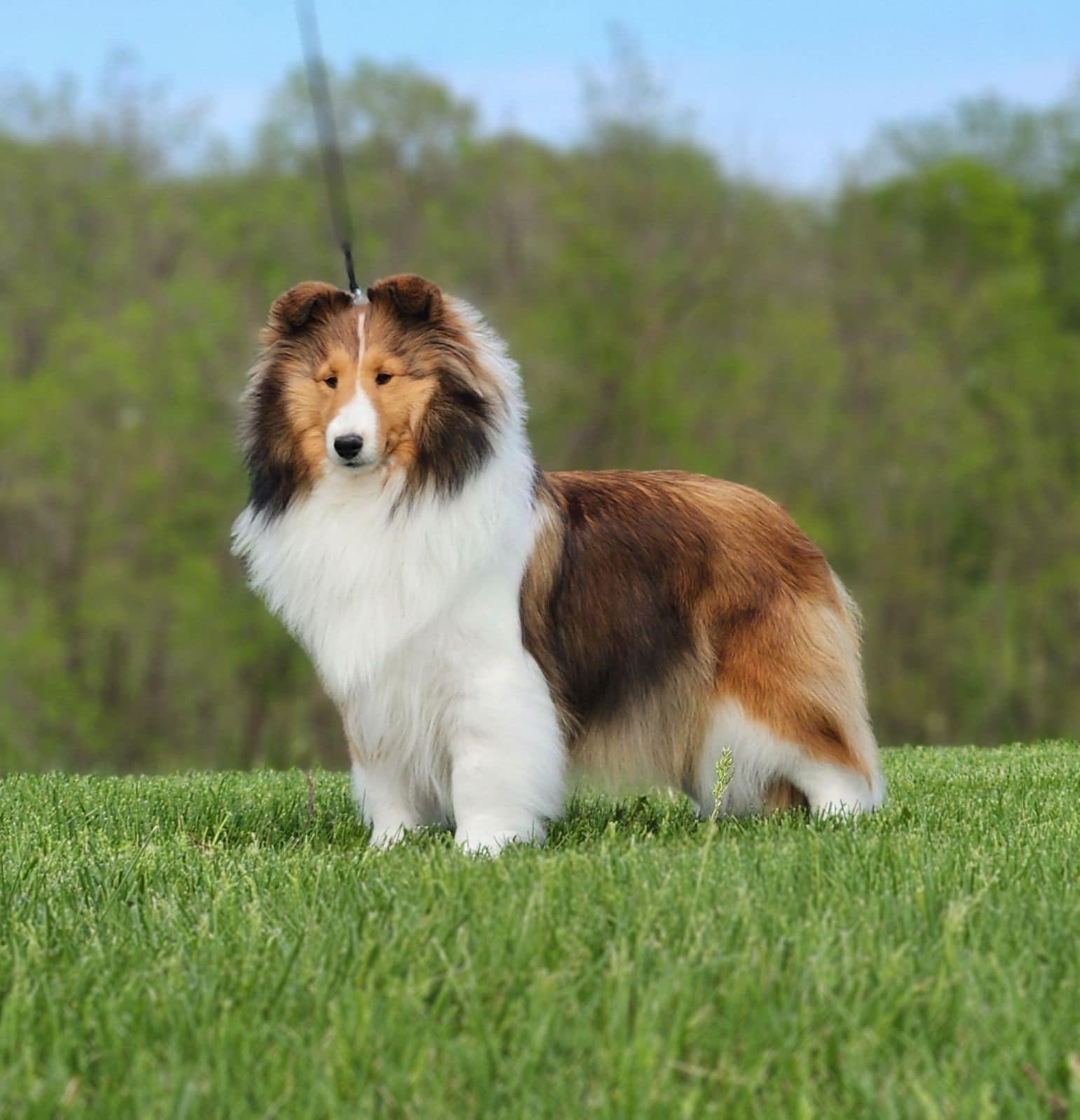 ♡シェルティのオーダーページ✨ Kyntara Shelties in Missouri | Shetland Sheepdog puppies | Good Dog