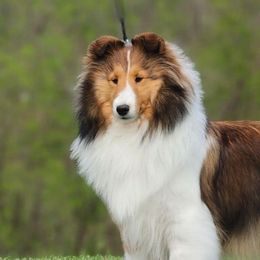 Shetland Sheepdogs from Kyntara Shelties
