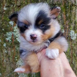 Sandy's pup 3 - Blue merle female Pomeranian puppy in Carrollton, Georgia from B AND R'S POMERANIAN'S