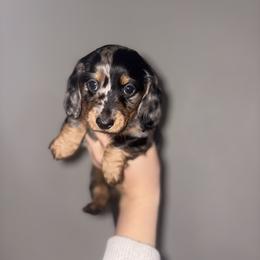 Dachshund All Grown Up from White Pine Weenies