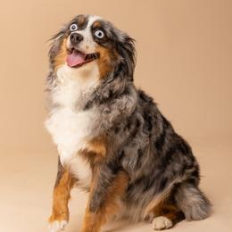 Azul Mayan - Blue merle female Australian Shepherd puppy in Mineola, Texas from Piney Oak Aussies