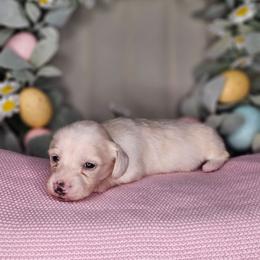 Girl 2 - Piebald female Dachshund puppy in Rancho Cucamonga, California from Pretty Little Dachshunds