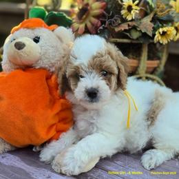 Yellow Girl - Parti female Goldendoodle puppy in Coppell, Texas from Bethel Stream Goldendoodles