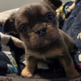 Girl 2 - Tricolors female French Bulldog puppy in Colorado from NOCO French Bulldogs