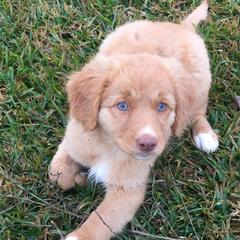 Nova Scotia Duck Tolling Retrievers from Healing Towards Heeling