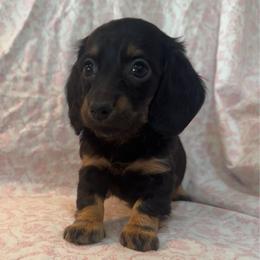Girl 2 - Black and tan female Dachshund puppy in Galax, Virginia from Dells  Dachshund’s