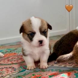 Orange Collar Girl - Red female Pembroke Welsh Corgi puppy in Yulee, Florida from Pembroke Welsh Corgis at Belle Haven