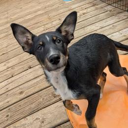 Boy 3 - Tri-color male Australian Koolie puppy in Sioux Falls, South Dakota from Tenacious Koolies