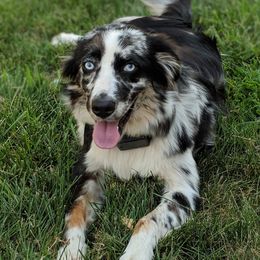 Ovi - Australian Shepherd