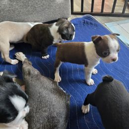 Boston Terrier Puppies from Campos Farms