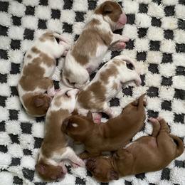 Cavalier King Charles Spaniel puppies from Heart of a Cavalier
