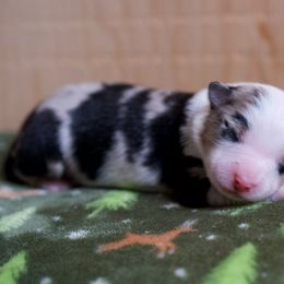 Australian Shepherd Puppies from River Run Australian Shepherds