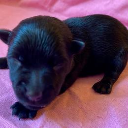 Barbie (Pink) - Black female Scottish Terrier puppy in Jefferson, North Carolina from McGuire’s High Country Terriers