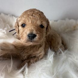 Holly - Cream female Cockapoo puppy in Denver, Pennsylvania from Greenview Puppies