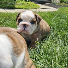 Alex - Red and white female Bulldog puppy in Strongsville, Ohio from Magnifique Bulldogs