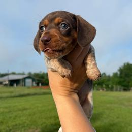 MCPF SH - Piebald female Dachshund puppy in Carthage, Texas from Rafter C Ranch Doxies
