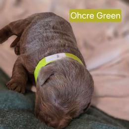 Male 1 - Chocolate male Labrador Retriever puppy in Anderson, Texas from TLS Retrievers