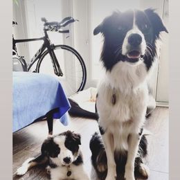 Border Collie Puppies from Ferguson Border Collies