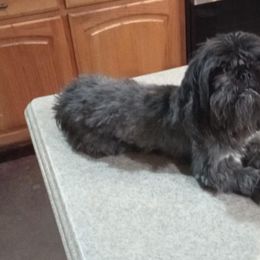 Goldendoodles and Shih Tzus from Godleys finest