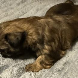 Boy 2 - Brindle male Shih Tzu puppy in Scottdale, Pennsylvania from Nancy’s Majestic Shih Tzus