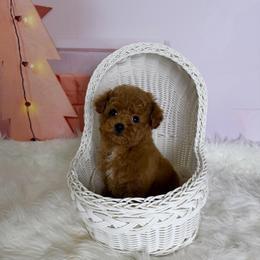 Yuki(tiny AKC) - Red  male Poodle puppy in Moreno Valley, California from Yanni's Poodle