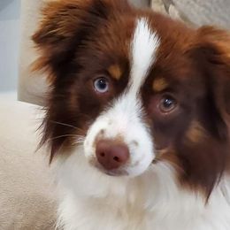 Australian Shepherds and Toy Australian Shepherds from DD's Kennel