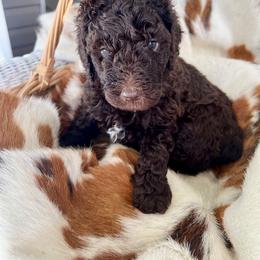 Snickers - Chocolate male Goldendoodle puppy in Taylorsville, Georgia from Sweet Southern Doodles