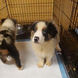 Grumpy - Blue merle male Australian Shepherd puppy in Rossville, Tennessee from GoodSprings Aussies